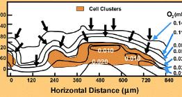 Oxygen gradients within a biofilm