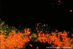 Model of biofilm development