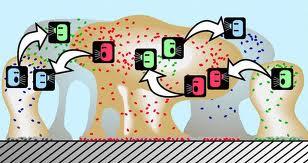 Quorum sensing in biofilms