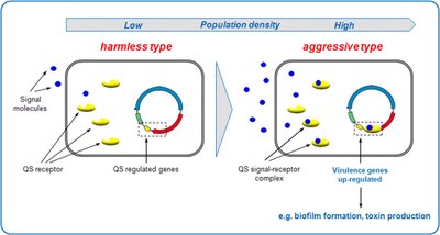 Diagram of quorum sensing and gene regulation