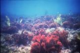 Red algae as a source of furanones for biofilm prevention