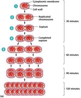 Diagram of binary fission and exponential growth