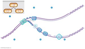 DNA replication fork