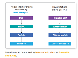 Central dogma and mutation effects