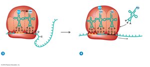 Translation elongation