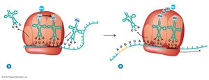 Translation elongation and tRNA release