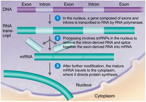 RNA processing in eukaryotes
