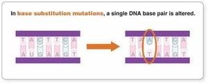 Base substitution mutation