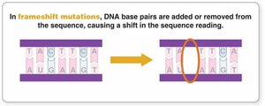 Frameshift mutation