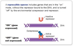 Repressible operon
