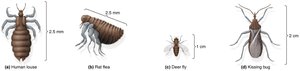 Various arthropod vectors: louse, flea, tsetse fly, kissing bug