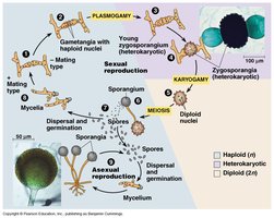 Zygomycete life cycle
