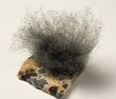 Rhizopus sp. (bread mold)