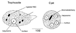 Diagram of trophozoite and cyst forms of protozoa