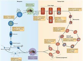 Life cycle of Plasmodium (malaria)