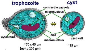 Diagram of ciliate trophozoite and cyst forms