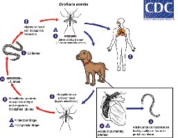 Life cycle of Dirofilaria immitis (heartworm)