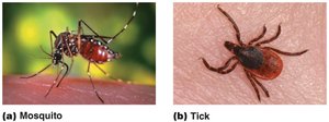 Mosquito and tick comparison