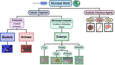 Bacteria: rod-shaped cells