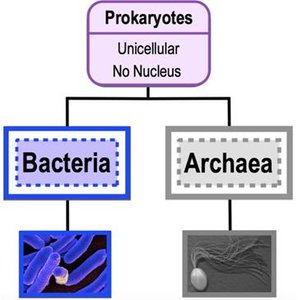 Archaea: prokaryotes in extreme environments