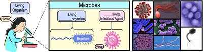 Diagram showing the distinction between living organisms and infectious agents as microbes