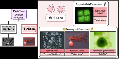 Fungi: yeast, mold, mushrooms