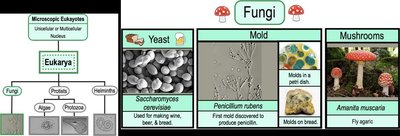 Protozoa: diverse eukaryotic microbes