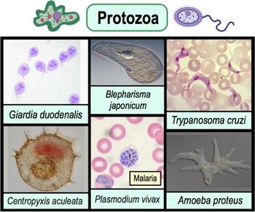 Algae: photosynthetic eukaryotes