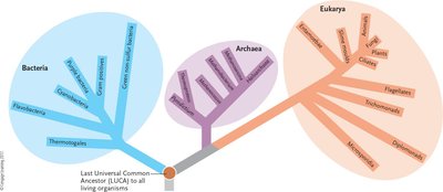 Phylogenetic tree showing the three domains: Bacteria, Archaea, Eukarya