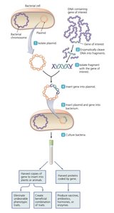 Overview of recombinant DNA technology process