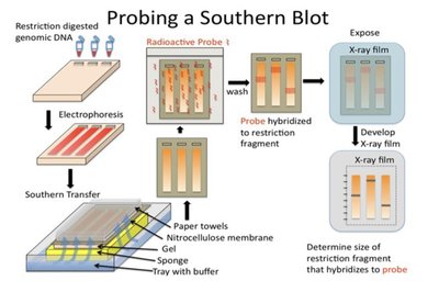 Southern blotting process