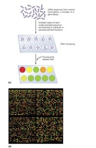 DNA microarray process and results