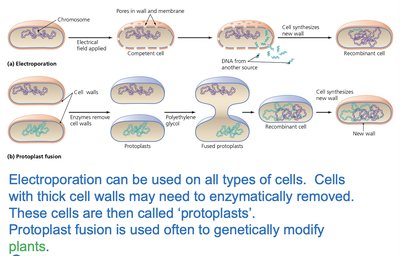 Electroporation and protoplast fusion