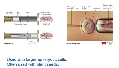 Gene gun and microinjection methods