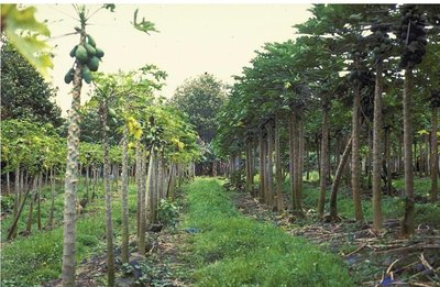 Genetically modified papaya plants