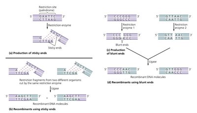 Restriction enzyme action: sticky and blunt ends