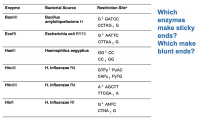 Table of restriction enzymes and their recognition sites