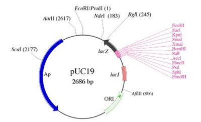 pUC19 plasmid vector map