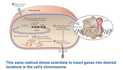 CRISPR-Cas system mechanism