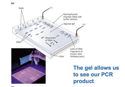 Gel electrophoresis setup and results
