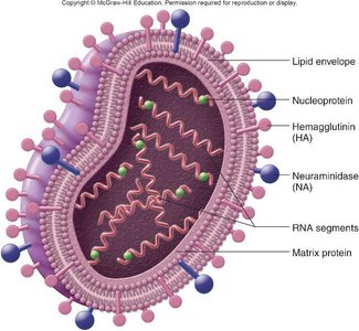 Diagram of antigenic drift in influenza virus