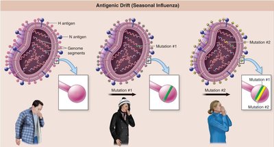 Diagram of antigenic shift in influenza virus