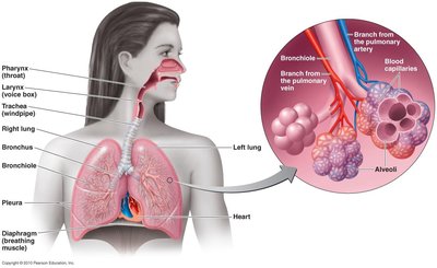 Diagram of the human respiratory tract and alveoli