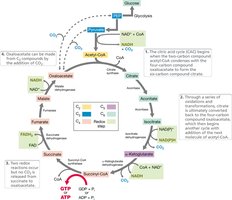Microbiology Metabolism Study Guide: Key Pathways & ATP | Notes