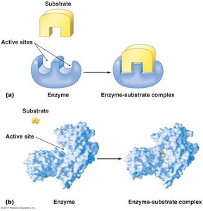 Enzyme fitted to substrate