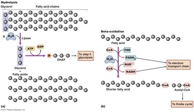 Catabolism of a fat molecule