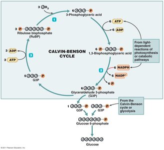 Calvin-Benson cycle diagram