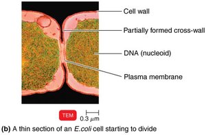 Binary fission in bacteria (TEM image)