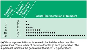 Visual representation of increase in bacterial number