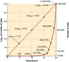 Growth curve for an exponentially increasing population